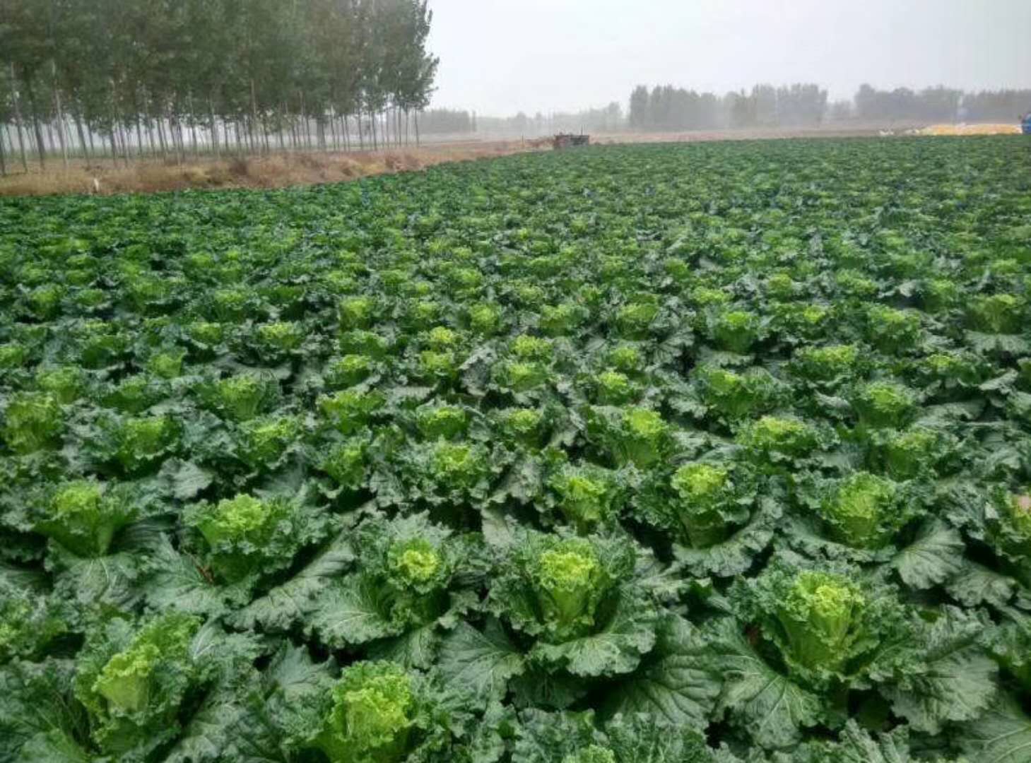 天津青麻叶大白菜种子早熟高产秋季冬蔬菜籽绍菜山东小大白菜种孑