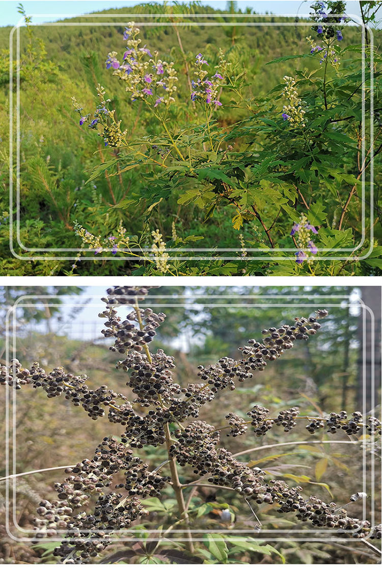 黄荆子野生不惊子枕头布惊仁黄金子婴儿枕芯填充物布荆籽荆棵种子精选