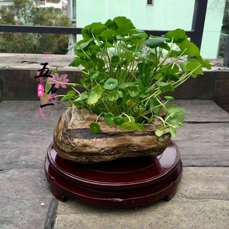 领劵只要6.8元 大尺寸天然石头花盆 九龙壁真石头鹅卵石花盆菖蒲