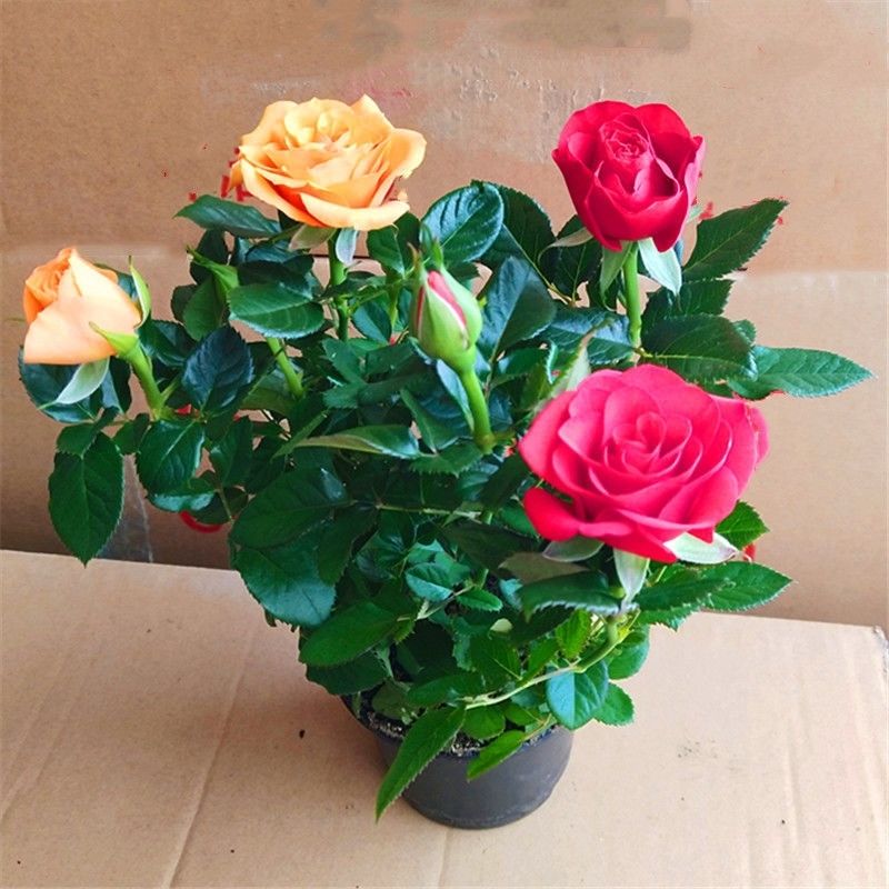 钻石玫瑰四季开花盆栽带花带花苞室内阳台庭院花卉绿植盆景红色原盆原