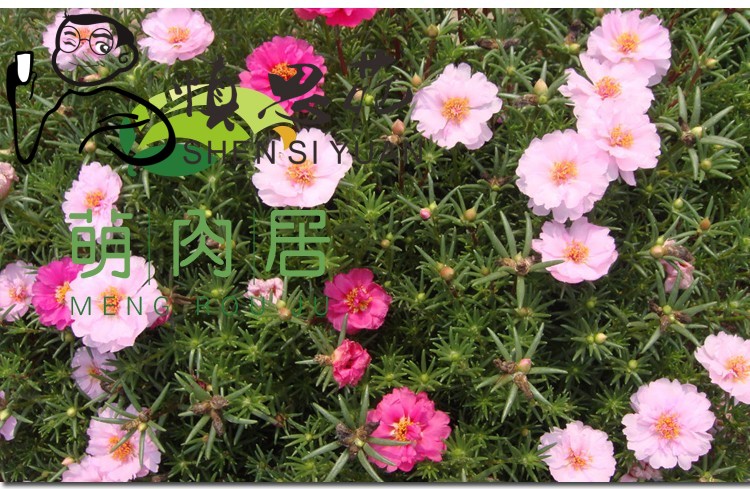 子喧太阳花种子重瓣四季易活混色家庭园艺花种子花卉园艺休闲盆栽花卉