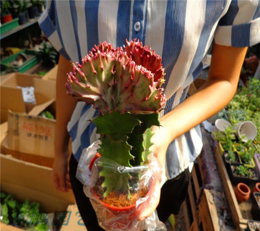 多肉植物玉麒麟盆栽花卉仙人掌麒麟掌仙人球室內吸甲醛防輻