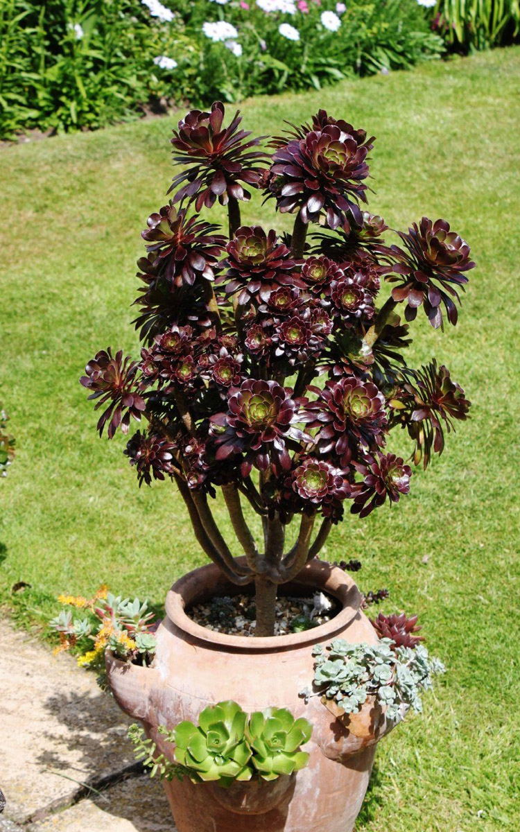 黑法师多头群生老桩 多肉植物景天肉肉莲花掌魔法师大老桩艺呈 嘉年华