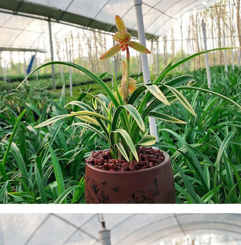 兰花国之宝浓香型金边矮种鹤艺建