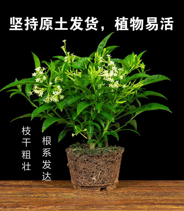 夜来香盆栽花香驱蚊四季青开花不断浓香花卉驱蚊植物花草净化空气