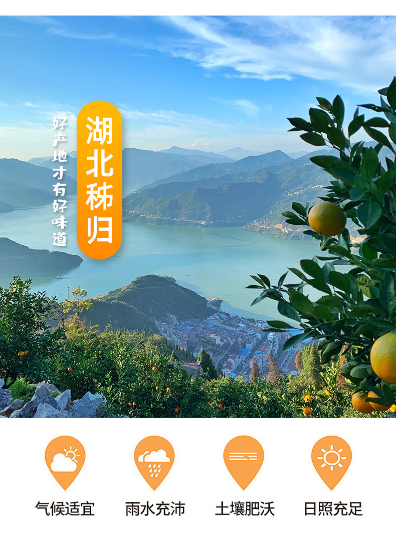 宜昌脐橙水果纽荷尔秭归脐橙橙子三峡特产脐橙新鲜应季现摘现发整箱