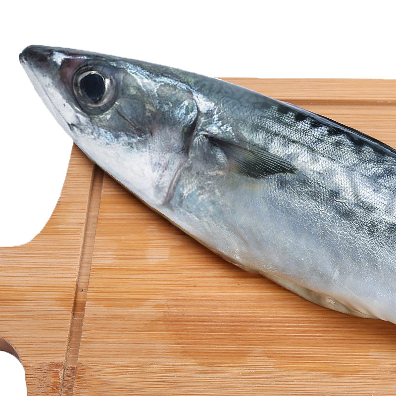 xj青花鱼冰岛新鲜鲐鲅鱼鲭鱼烤即食水产海鱼450g可开发票