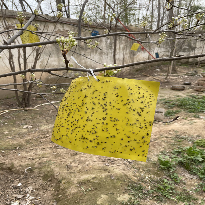 双面粘虫板诱虫板大棚蔬菜果园瓜果有效灭飞虫蓟马粘虫贴 20*10黄板