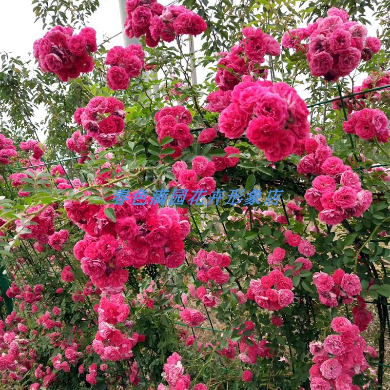 木香花种子七里香花木香白木香浓香爬藤植物阳台红木香攀援花卉【定制