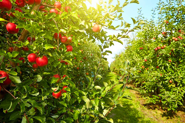 果树种子 苹果种子 山丁子种子 八棱海棠净籽种子