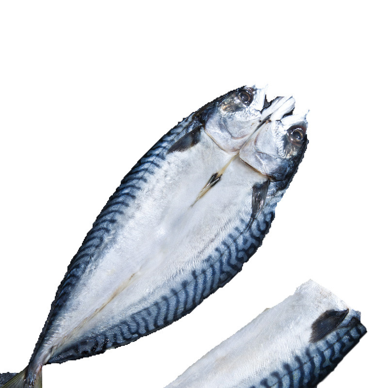 xj青花鱼冰岛新鲜鲐鲅鱼鲭鱼烤即食水产海鱼450g可开发票