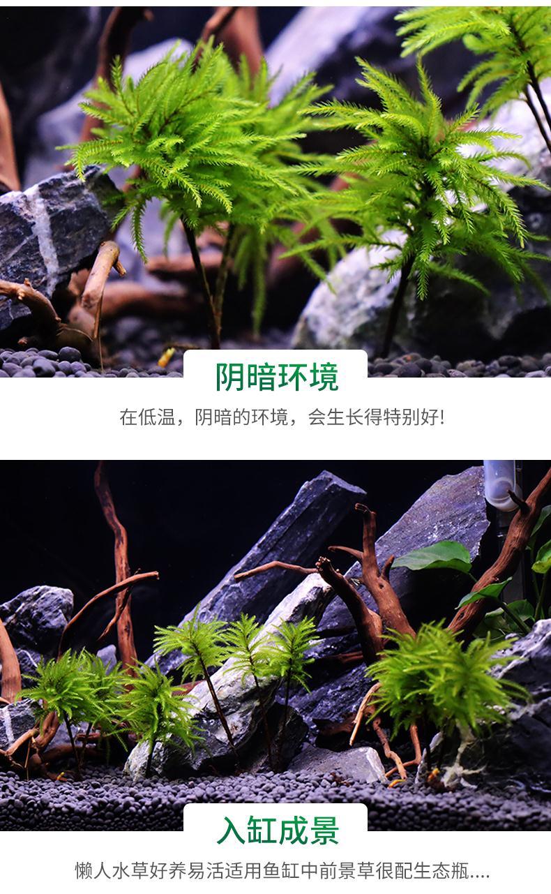 湛航宠物日用鱼缸水草鱼草万年藓水草活体耐活耐低温苔藓鱼缸水族箱生态瓶造景 价格图片品牌报价 苏宁易购湛航陶瓷旗舰店