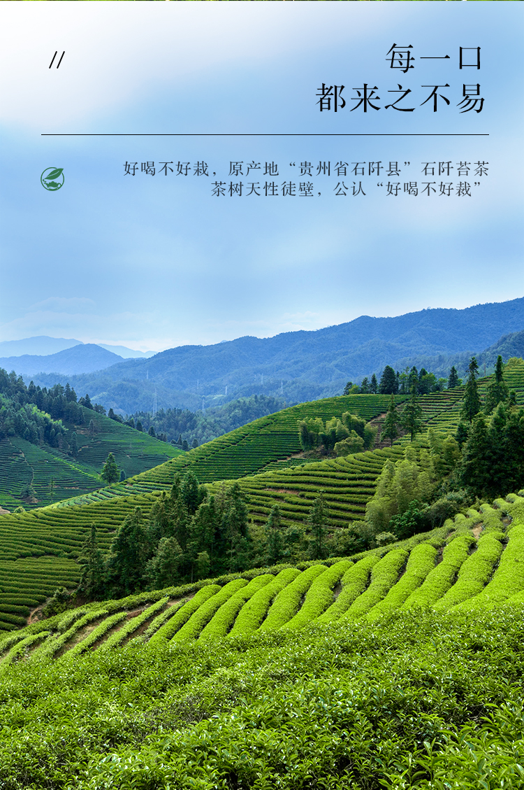 2020新茶贵州石阡苔茶之乡苔熙荒野绿茶100g袋高山生态茶区炒青茶叶