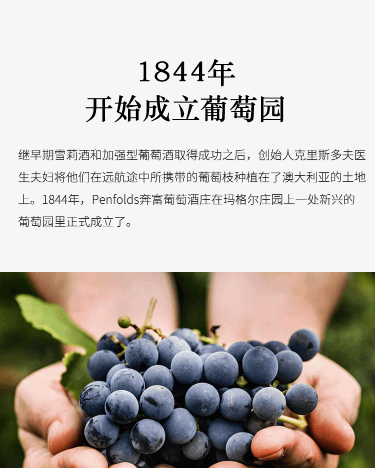 奔富penfolds蔻兰山76红葡萄酒750ml澳大利亚原瓶进口单支装