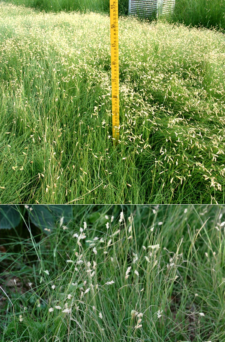 野牛草种子护坡固土草坪草种籽矮生四季长青耐旱耐寒可做牧草播种