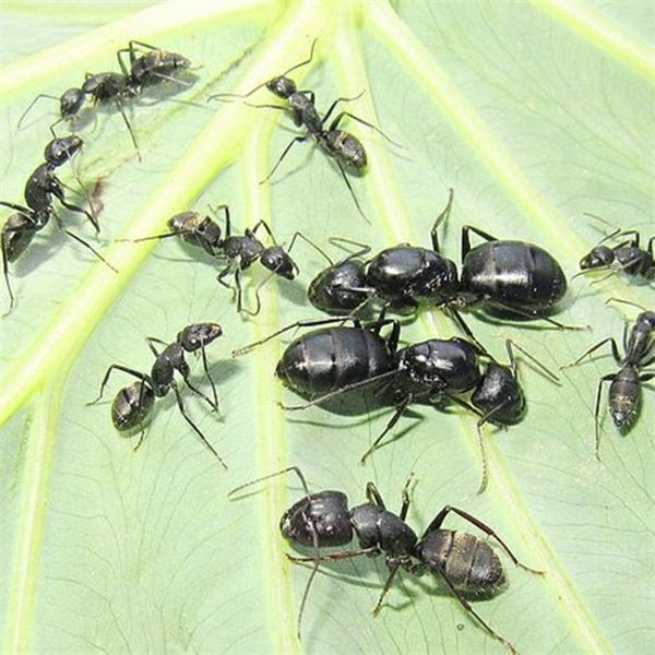 养蚂蚁不死生态工坊 沙堡土巢宠物蚂蚁城堡蚂蚁巢亚养蚂蚁不死 蚂蚁养