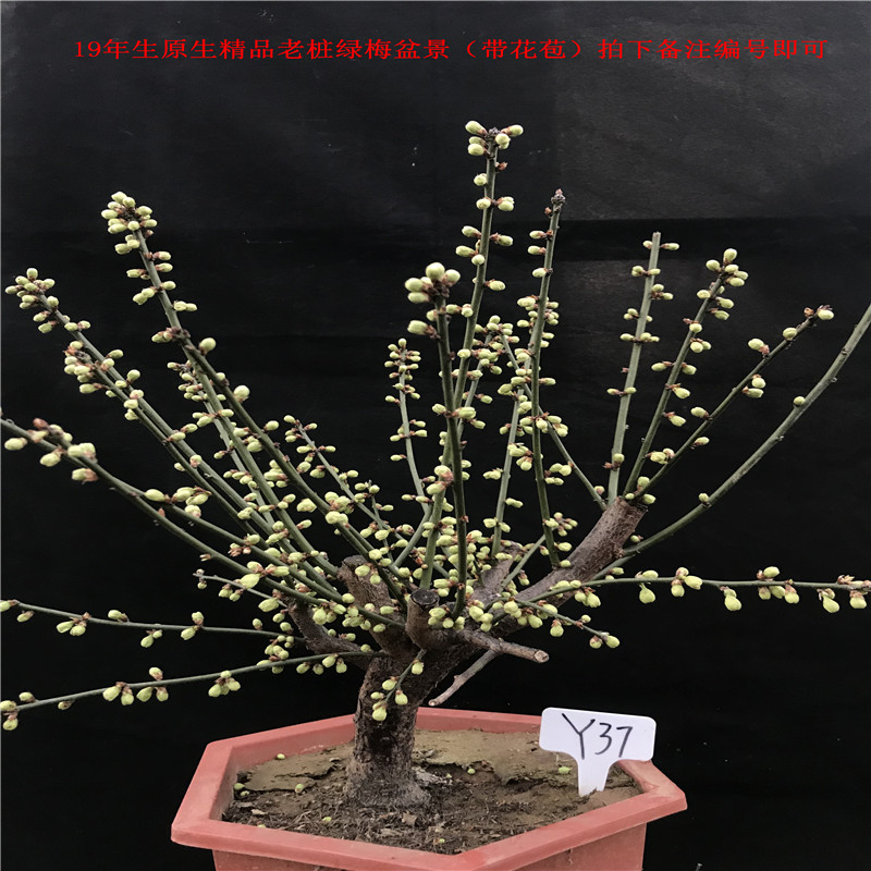 封后精品绿梅老桩盆景绿鄂梅花花卉盆栽植物室内外花卉耐寒带花苞梅花