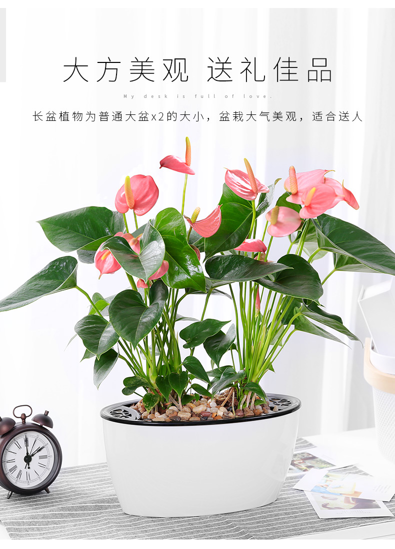 超级新品 红掌盆栽一帆风顺白掌植物水培花卉室内鸿运当头大盆红掌花
