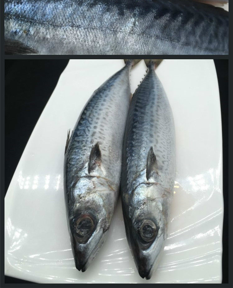 青岛鲅鱼青占鱼新鲜马鲛鱼冷冻冰鲜鲐鲅鱼青花鱼青条鱼蒜瓣肉5斤装811