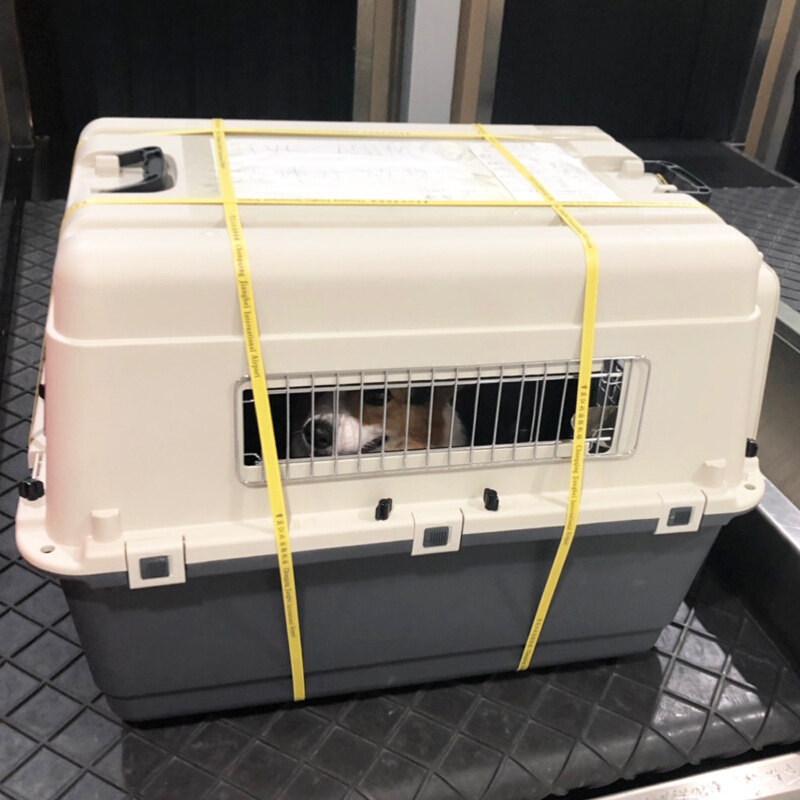 宠物航空箱狗旅行箱猫咪泰迪金毛托运空运箱