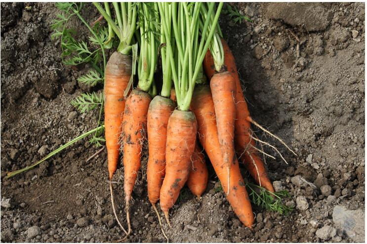 赛卡伊根茎类 5kg 水果胡萝卜 新鲜红萝卜水果萝卜带泥蔬菜凉拌生吃