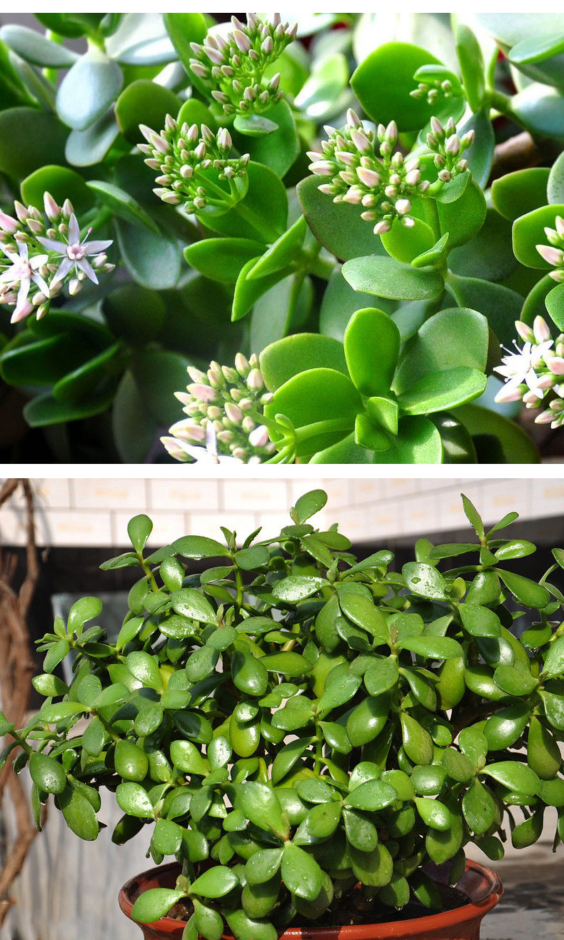 古达玉树盆栽室内大型老桩大叶多肉植物客厅阳台办公室桌面肉肉绿植