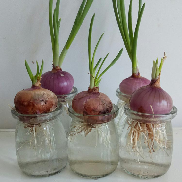 水培迷你小洋葱套装盆栽儿童观察植物生长日记幼儿园植物角蔬菜观赏