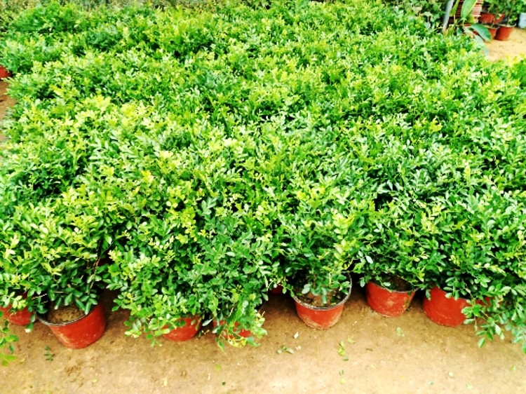 大苗九里香大小苗盆栽盆景办公室内阳台桌面开花浓香绿植花卉