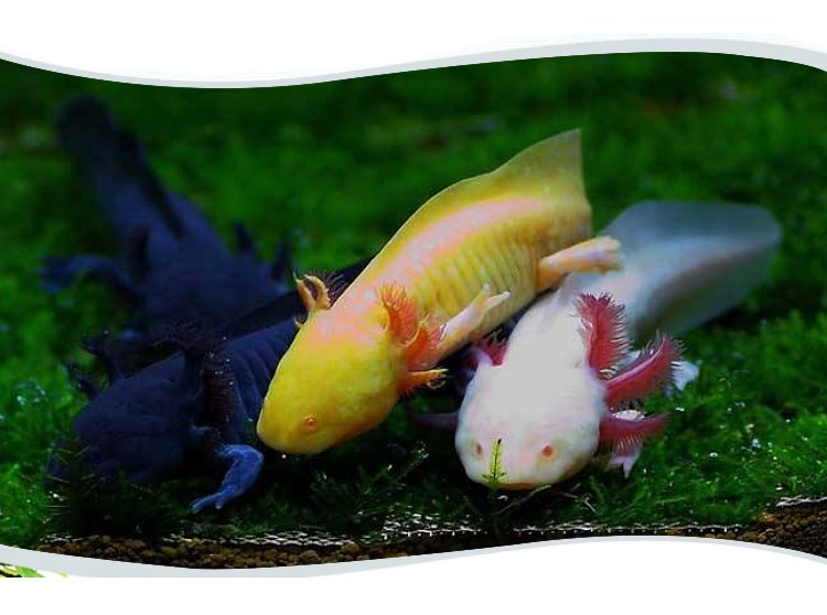 黑金龙58厘米1条六角恐龙鱼淡水冷水鱼观赏鱼活体宠物鱼霸王蝾螈