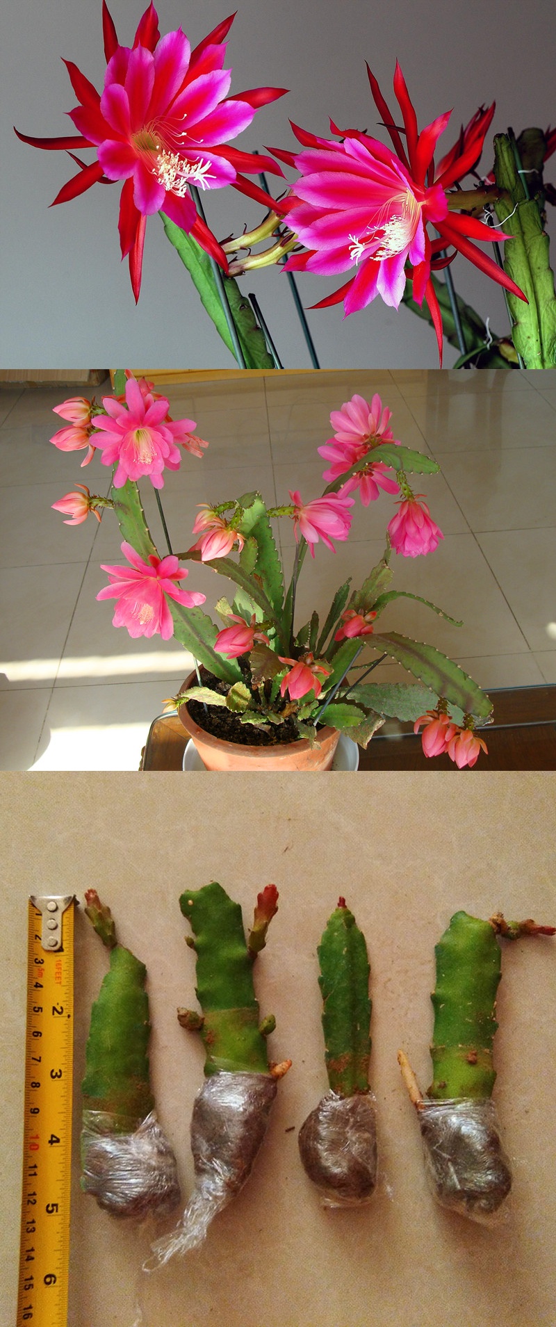 令箭荷花 盆栽花卉室内绿植 仙人掌多肉植物 叶片扦插苗 带根发货艺呈