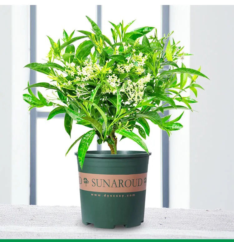 夜来香盆栽夏季驱蚊植物四季常青夜来香开花浓香型室内外花苗树苗