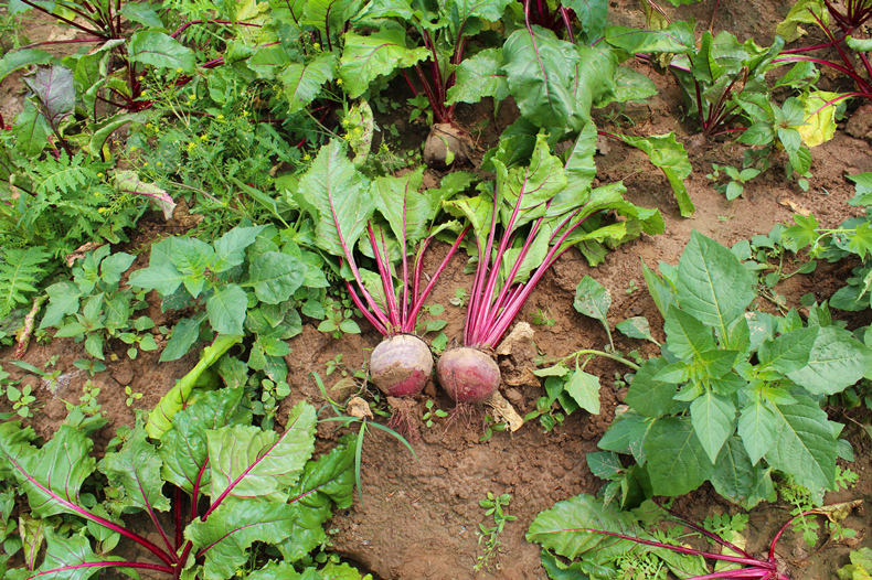 个人店其他品牌根茎类 甜菜根 5斤装 徐州产地 红菜头 红心 新鲜蔬菜
