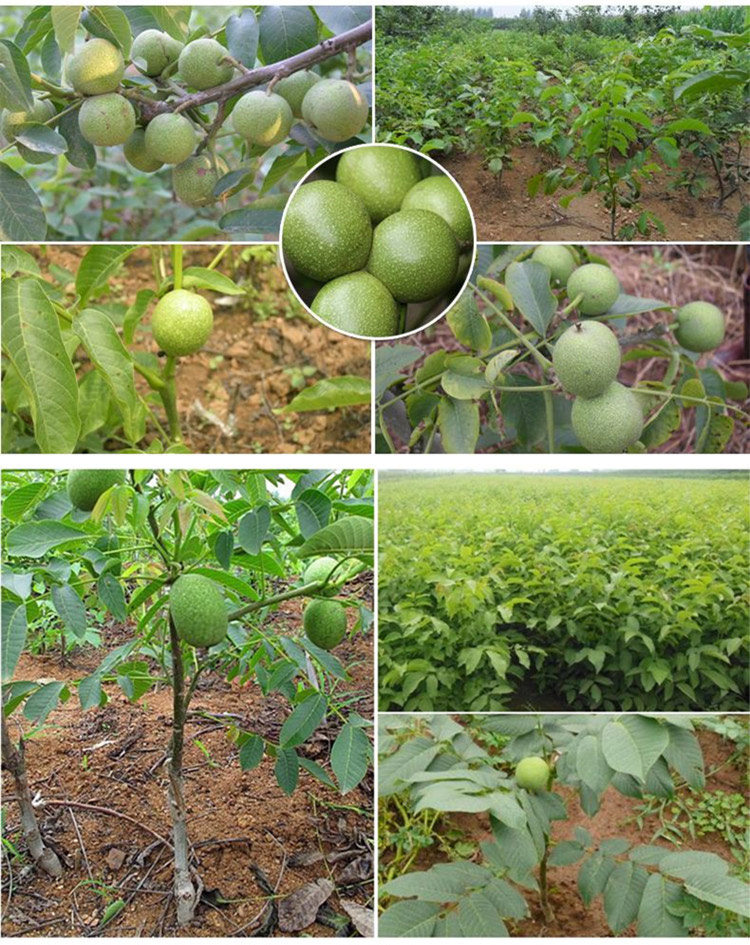 子喧薄皮核桃苗南北方种植特大8518文玩核桃树嫁接苗地栽庭院当年结果