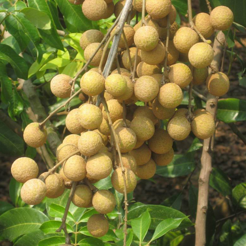 农聚源鲜花绿植 龙眼树苗 桂圆苗 储良 双季龙眼果树 50cm-60cm 苗木
