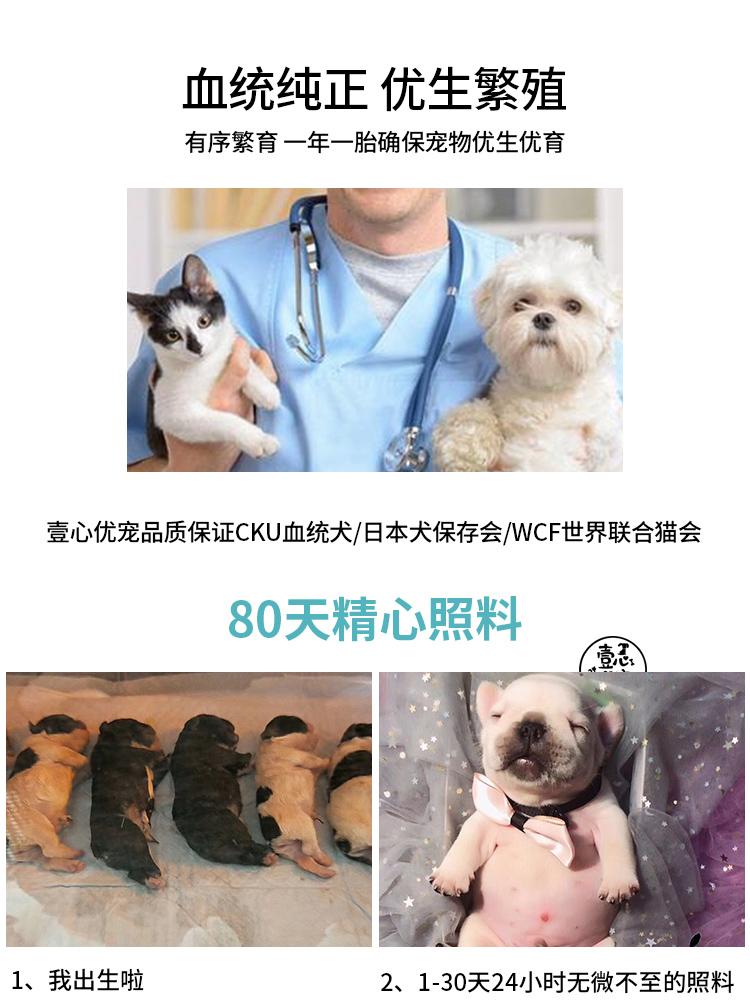 壹心优宠狗狗 壹心优宠出品 法国斗牛犬法斗法牛幼犬活物狗狗萌宠物狗长不大小型犬纯种狗纯双血统奶油幼犬黑白奶白花色滑板狗时尚宠儿二号母 价格图片品牌报价 苏宁易购甲乙丙丁宠物专营店