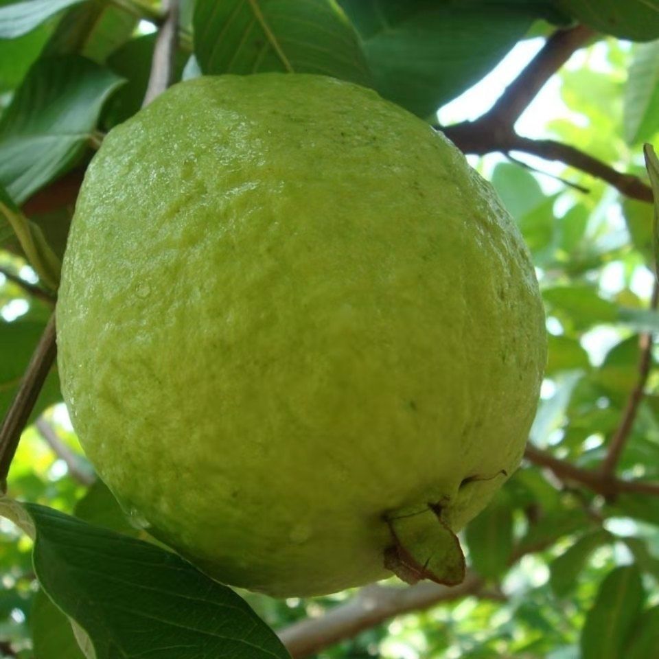 湛航广东茂名番石榴芭乐白心新鲜热带水果清脆香甜农家果园