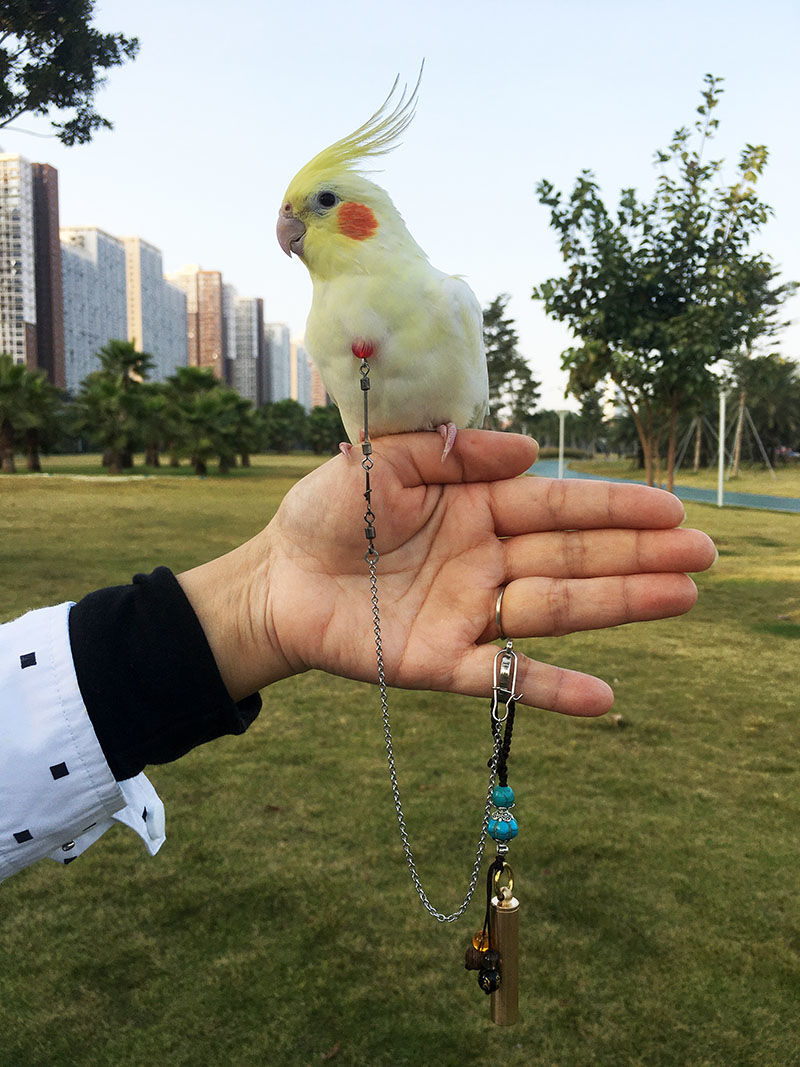 鹦鹉不锈钢脖链套装宠物鸟外出防飞项圈虎皮牡丹玄凤训鸟遛鸟脖套单脖