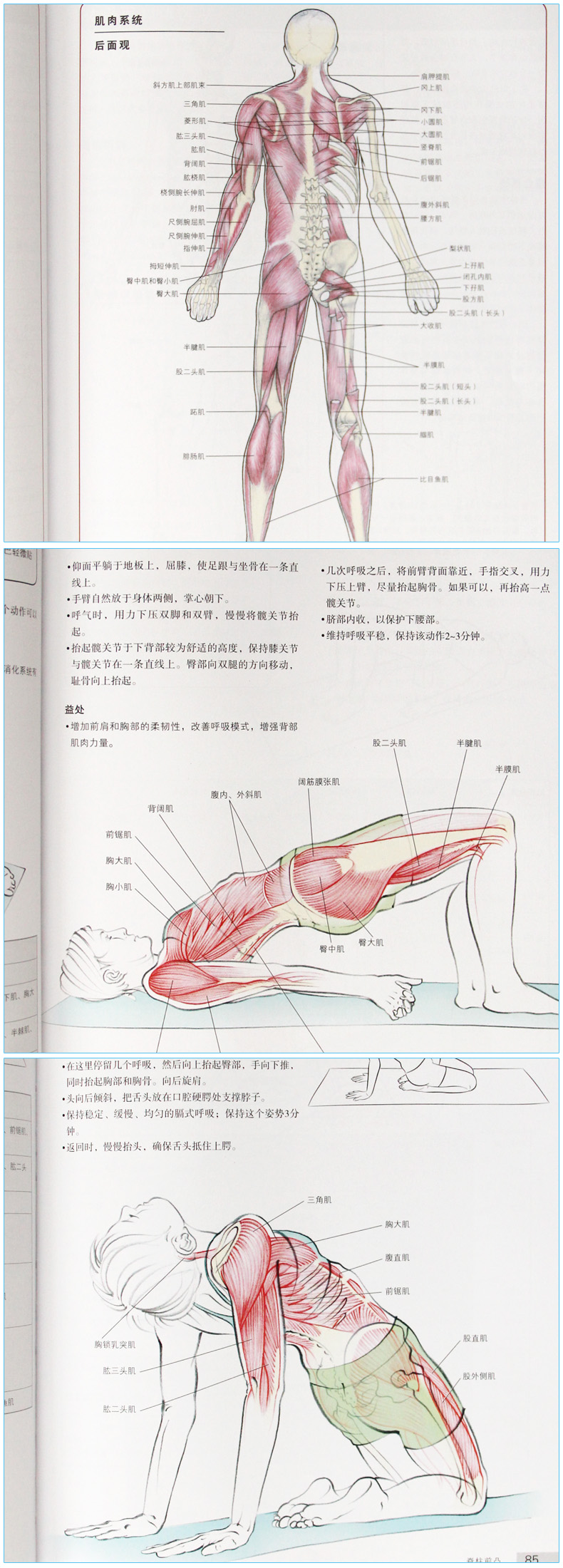 瑜伽解剖学体式全彩图解运动解剖学全2册套装人体解剖彩色学图谱肌肉