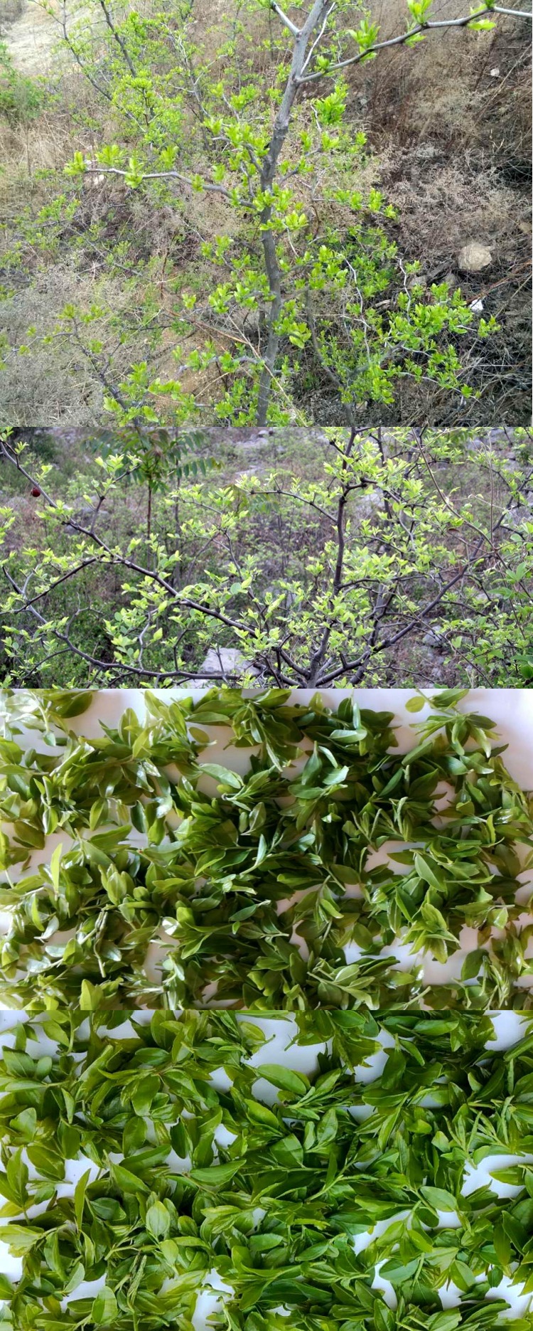 酸枣芽茶野生酸枣叶茶野酸枣仁叶芽茶嫩芽睡眠茶特级酸枣茶叶