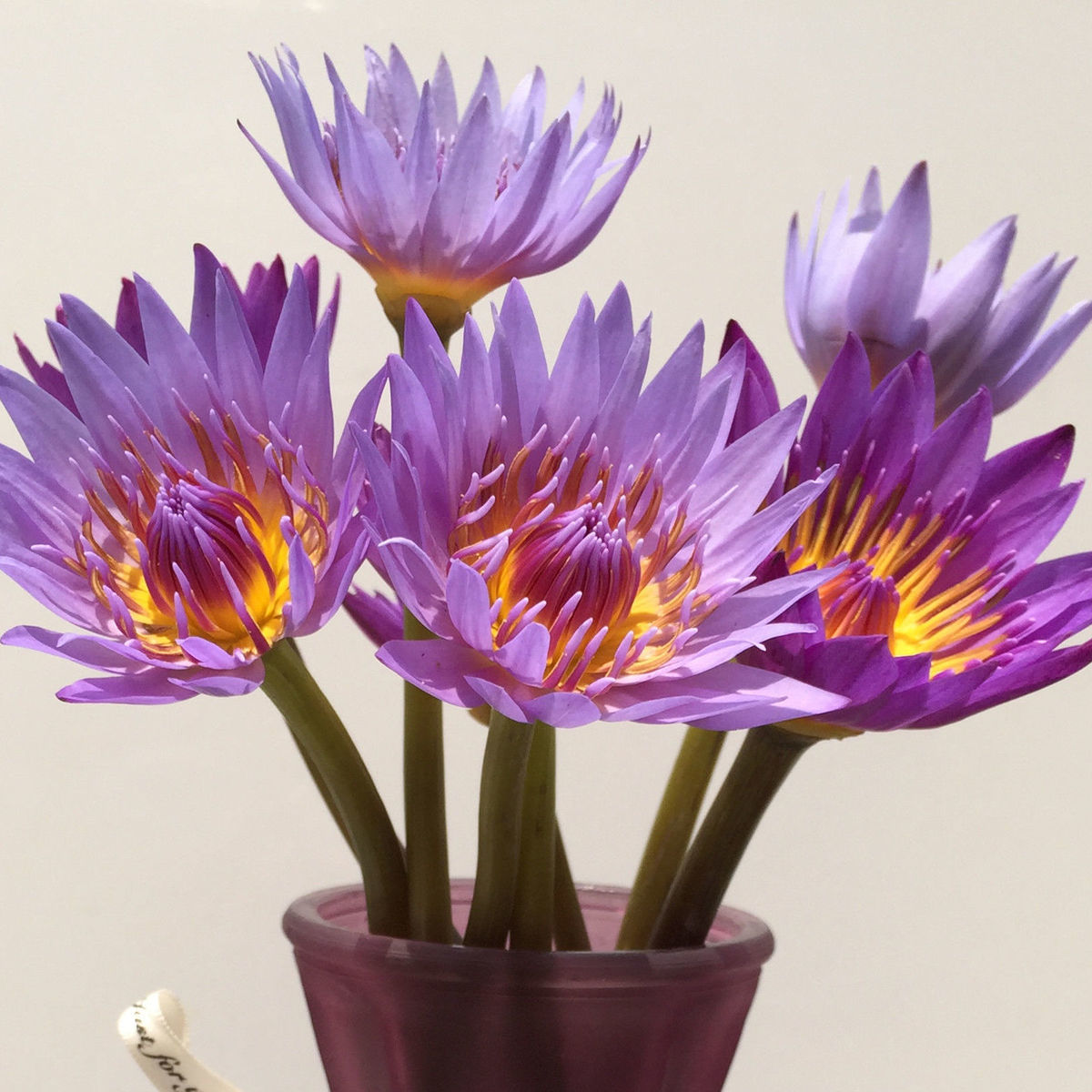 睡莲鲜花香槟色花束真花水养插花客厅办公室水培莲花花卉盆栽荷花