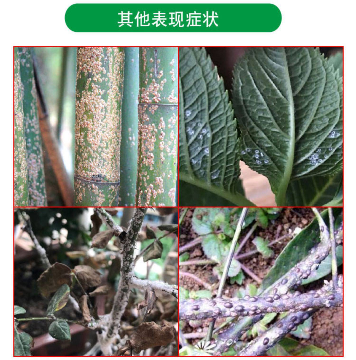 介蚧壳虫专用介壳灵介蚧必治多肉小白药专杀虫剂根粉蚧打虫药花药