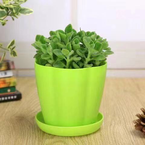 碰碰香一抹香办公室内桌面净化空气吸甲醛植物苗驱蚊香草绿植盆栽