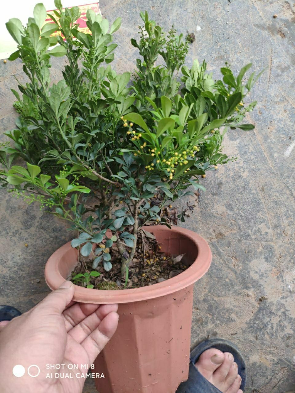 米兰盆栽40cm高10年老桩米兰仔米兰花基地直销无中间商40cm高10年老桩