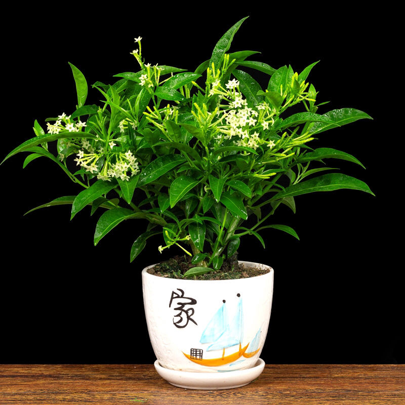 夜来香盆栽花香驱蚊养一个月开花室内外阳台四季开花不断驱蚊 夜来香