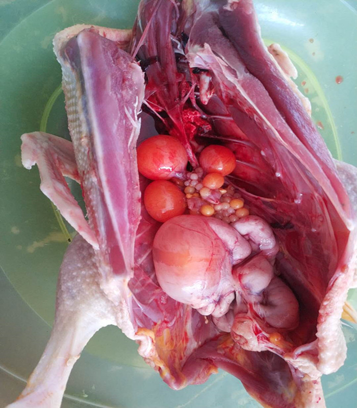 农家放养土鸭麻鸭老鸭活鸭现杀野鸭三年