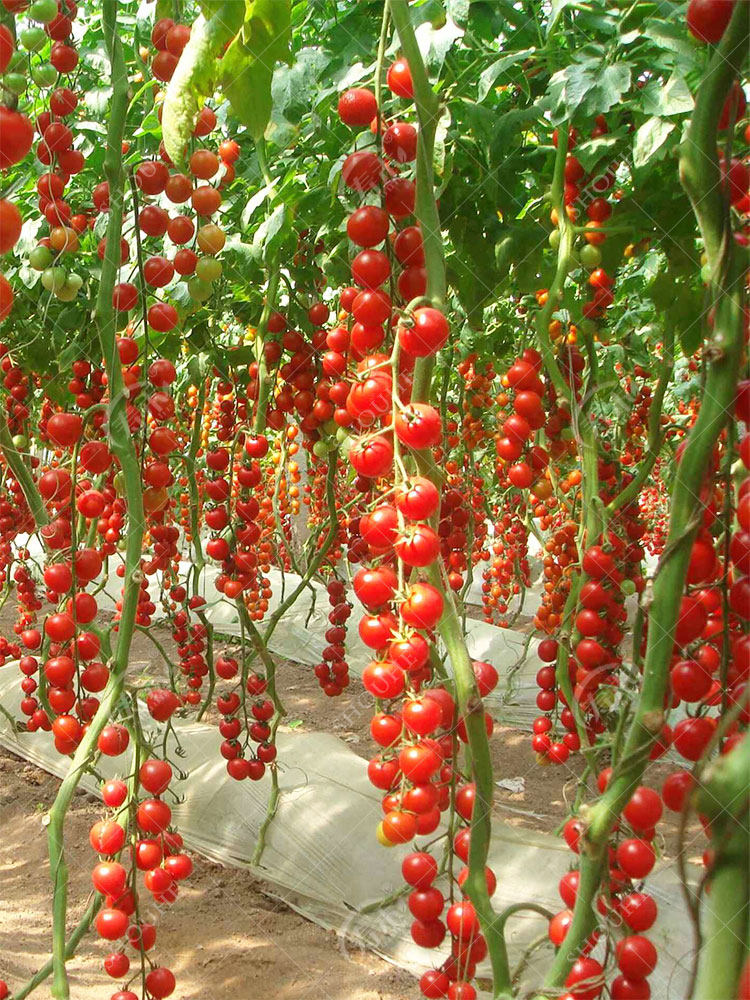 舒弗(lachouffe)园艺用品 四季小番茄种子苗 千禧圣女果樱桃西红柿