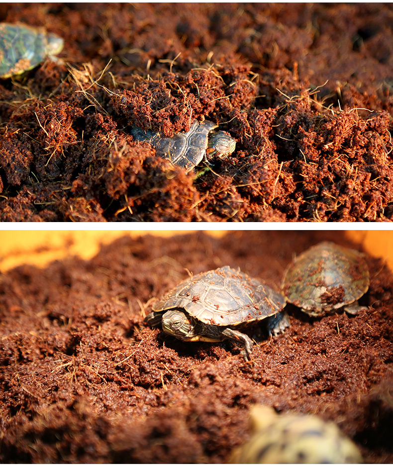 水龟乌龟冬眠用土椰土 多肉用土 爬虫用品蜘蛛蜥蜴守宫垫材椰砖