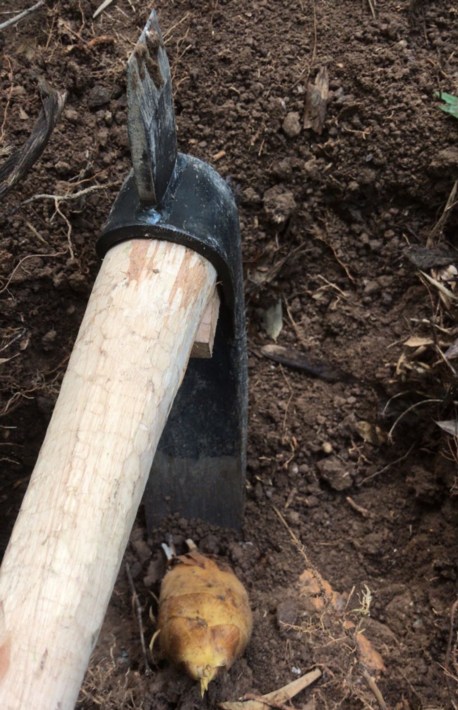 jing ping挖笋专用锄头弹簧钢手工锻打挖冬笋挖树根两用锄斧65锰钢