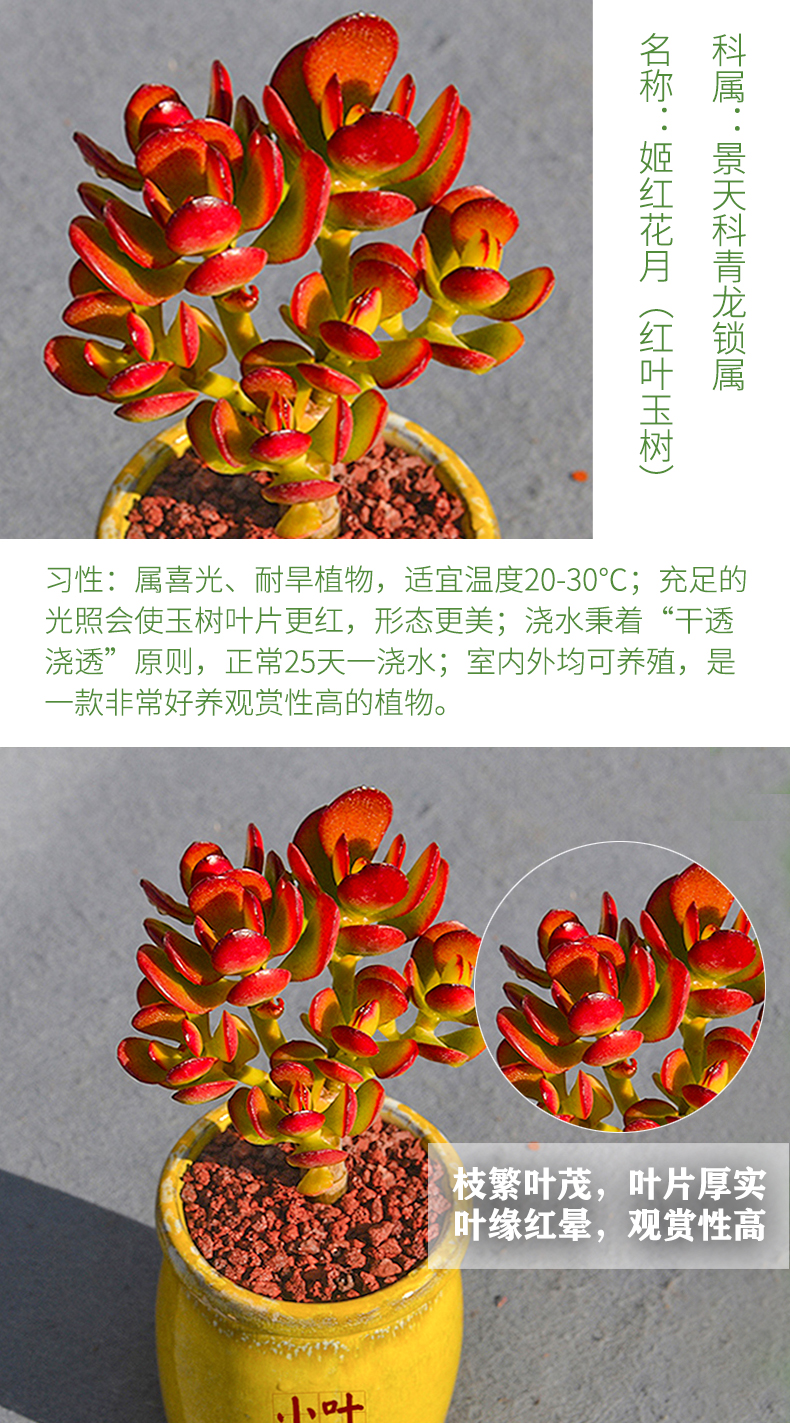 yicheng玉樹老樁多肉植物盆栽姬紅花月稀有品種紅葉玉樹苗室內盆栽開