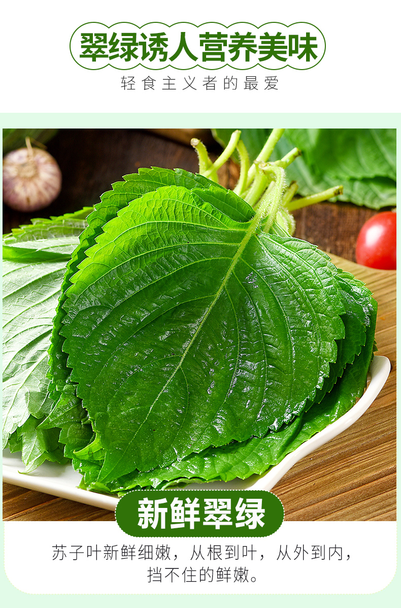 东北新鲜苏子叶食用包饭韩国烤肉紫苏叶500g青菜紫苏新鲜蔬菜